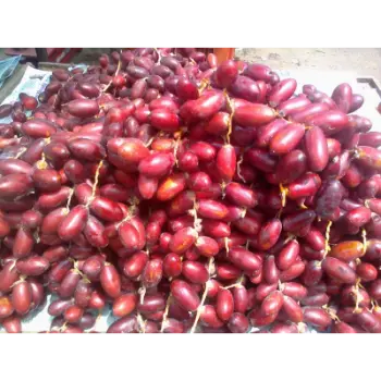 Natural Fresh Dates